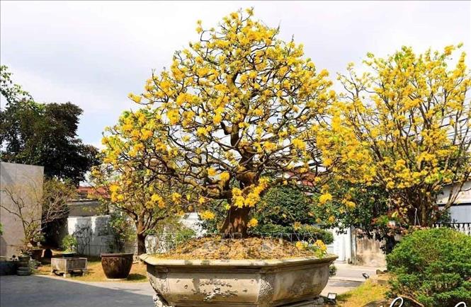 Hoàng mai Huế – từ thú chơi hoàng cung đến ngành kinh tế tạo xu hướng