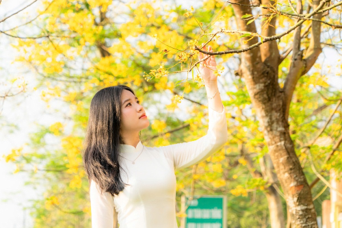 Hạ vàng xứ Huế